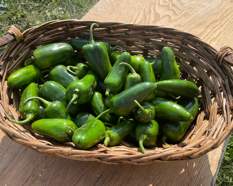 Bulk: San Joaquin Hybrid Jalapeño Pepper Seeds