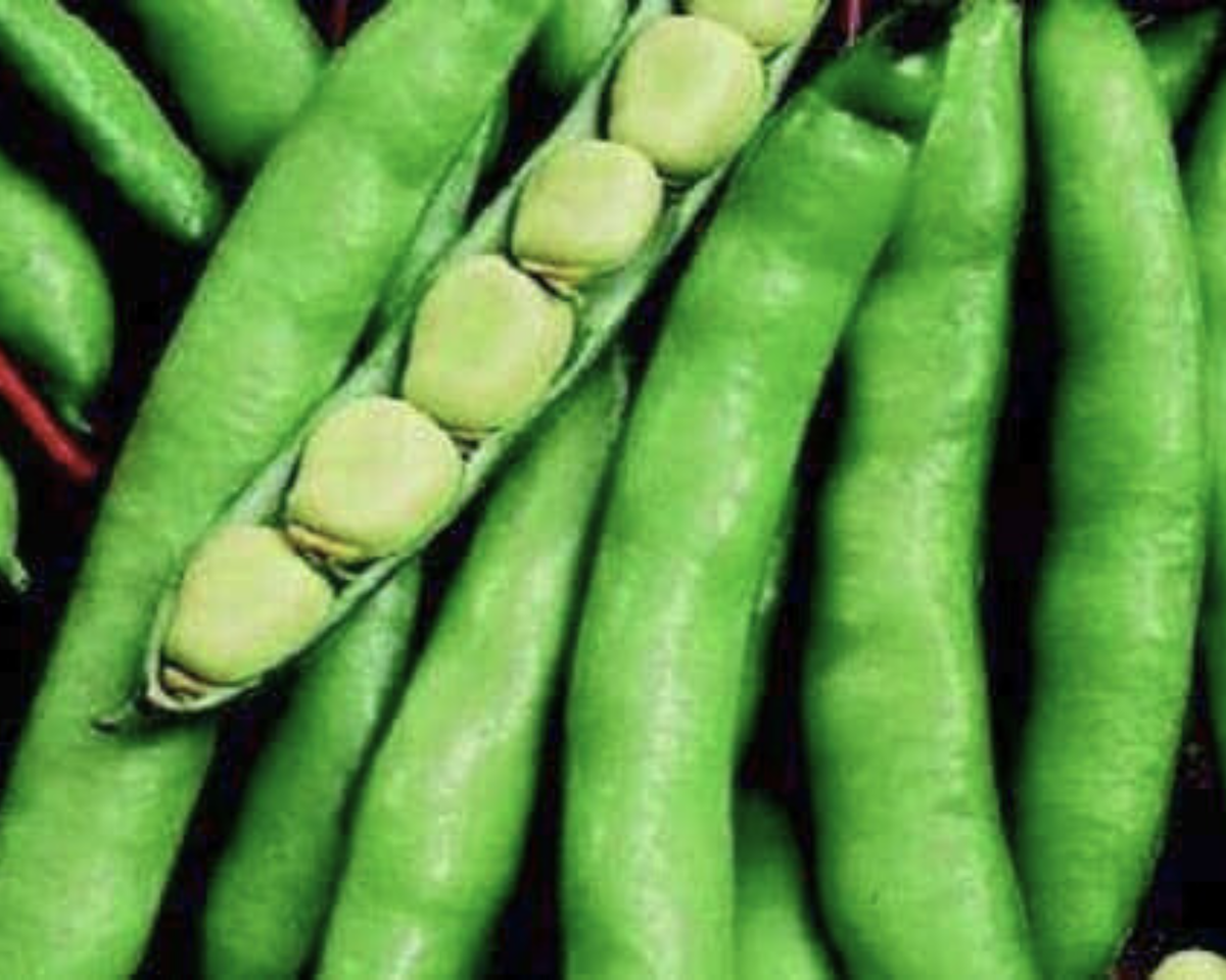 Windsor Fava Bean Seeds