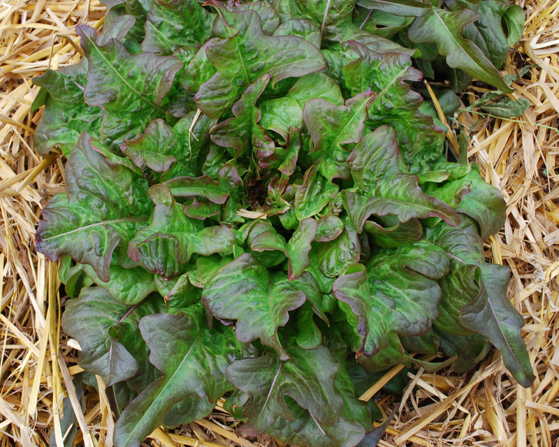 Bronze Beauty Heirloom Leaf Lettuce Seeds