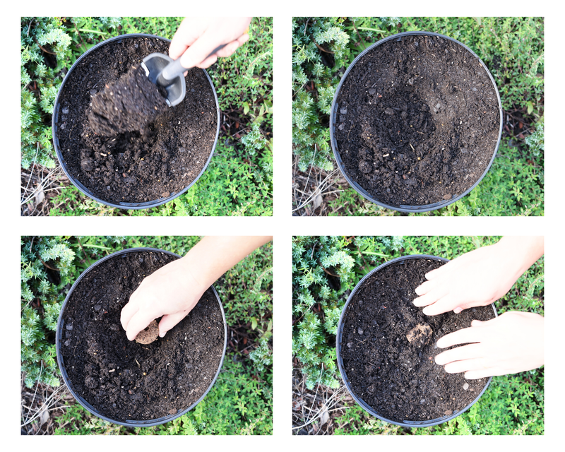 Seed Pod Plugs - Pre-Formed Seed-Starting Medium