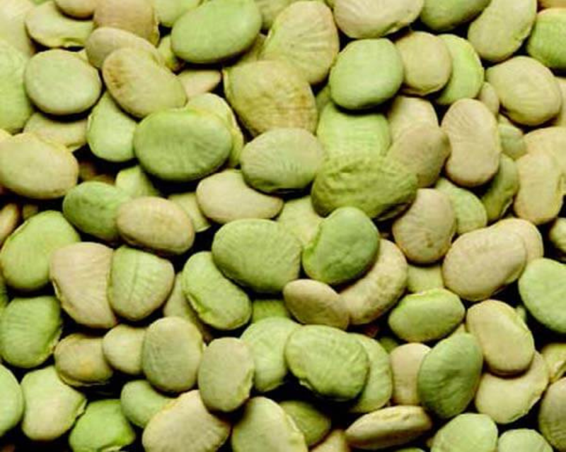 Early Thorogreen Bush Lima Bean Seeds