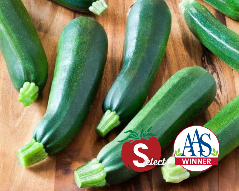 Black Beauty Zucchini Squash Seeds