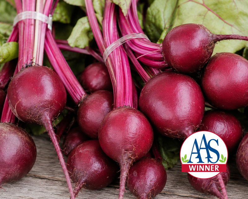 Ruby Queen Beet Seeds