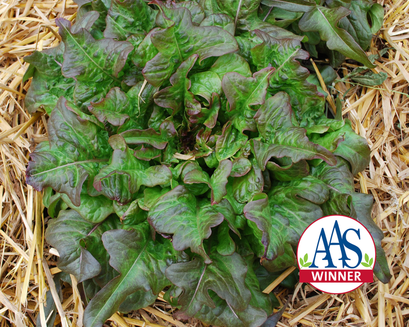 Bronze Beauty Heirloom Leaf Lettuce Seeds