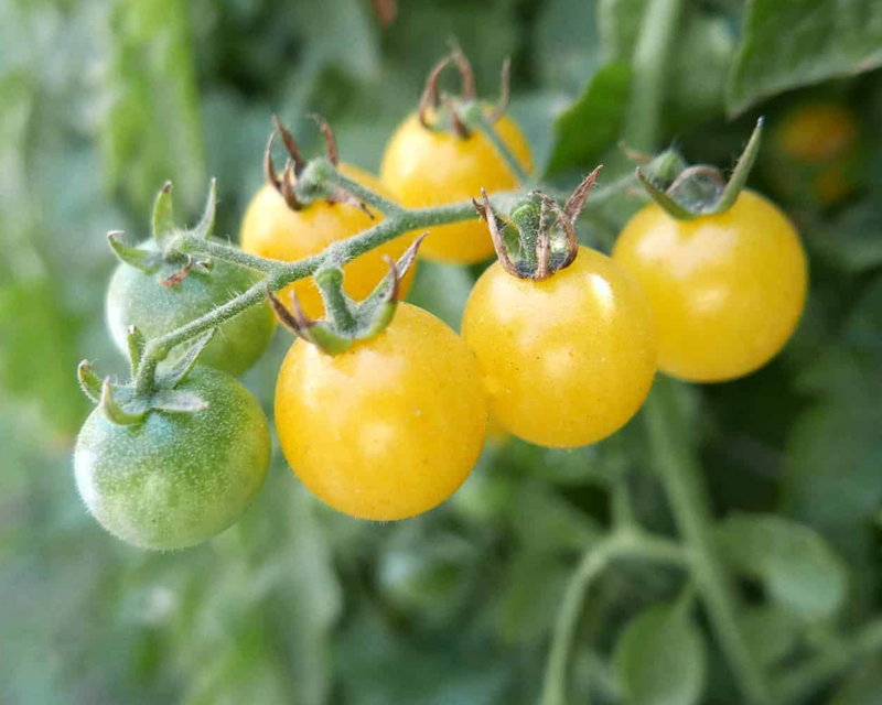 Firefly Hybrid Tomato Seeds