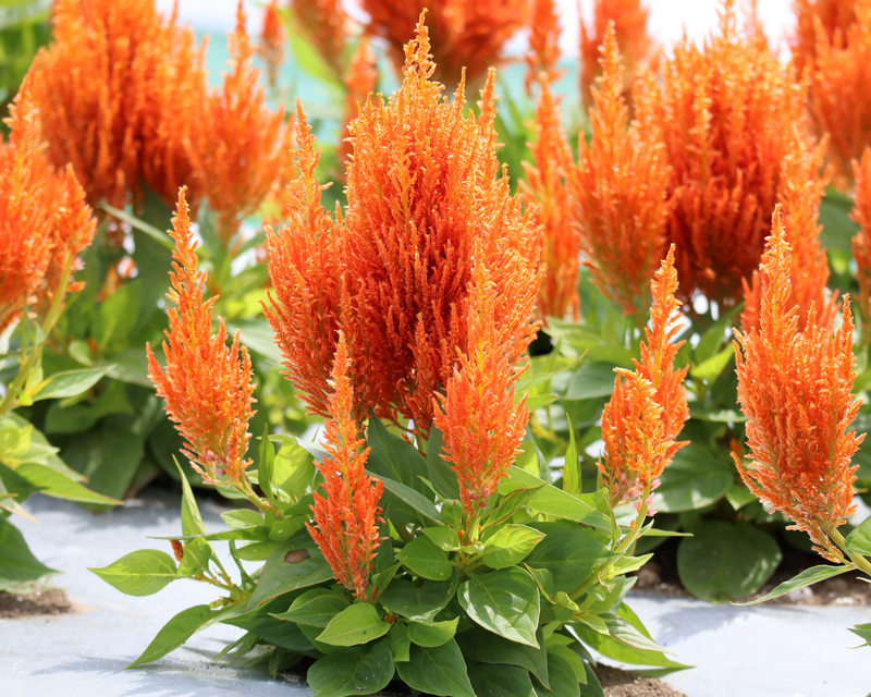 Bulk: Flamma Orange Celosia Seeds