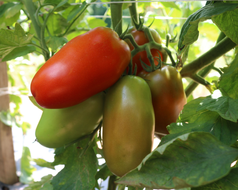 Bulk: Zenzei Hybrid Roma Tomato Seeds