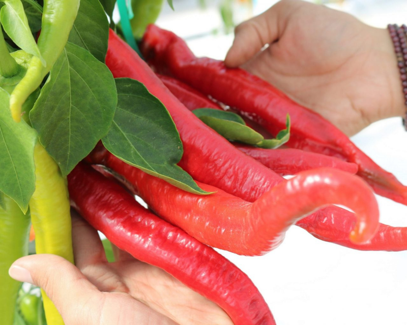 Wildcat Hybrid Cayenne Pepper Seeds