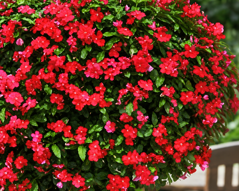 Mediterranean XP Series True Red Vinca Seeds