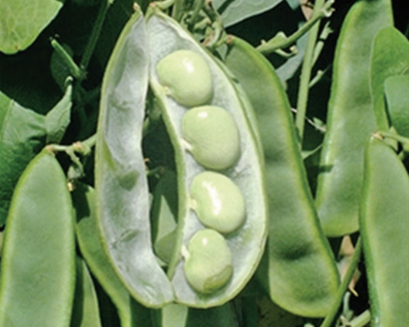 King of the Garden Pole Lima Bean Seeds