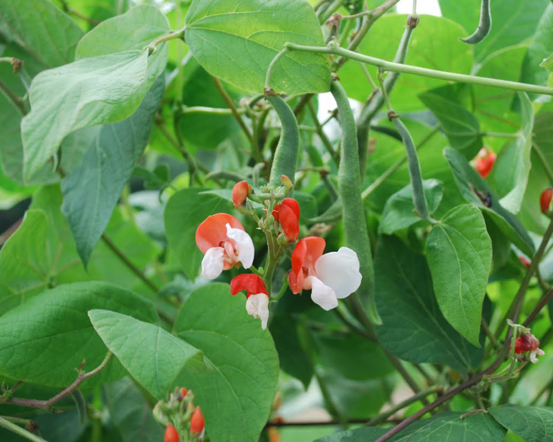 Painted Lady Runner Bean Seeds