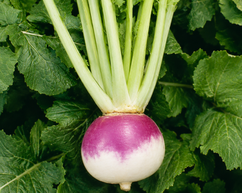 Royal Crown Hybrid Turnip Seeds