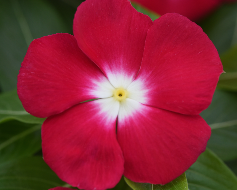 Bulk: Vinca Pacifica XP Red Halo Seeds