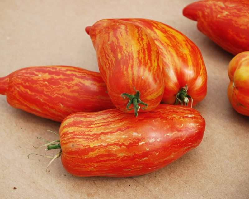 Speckled Roman Organic Tomato Seeds