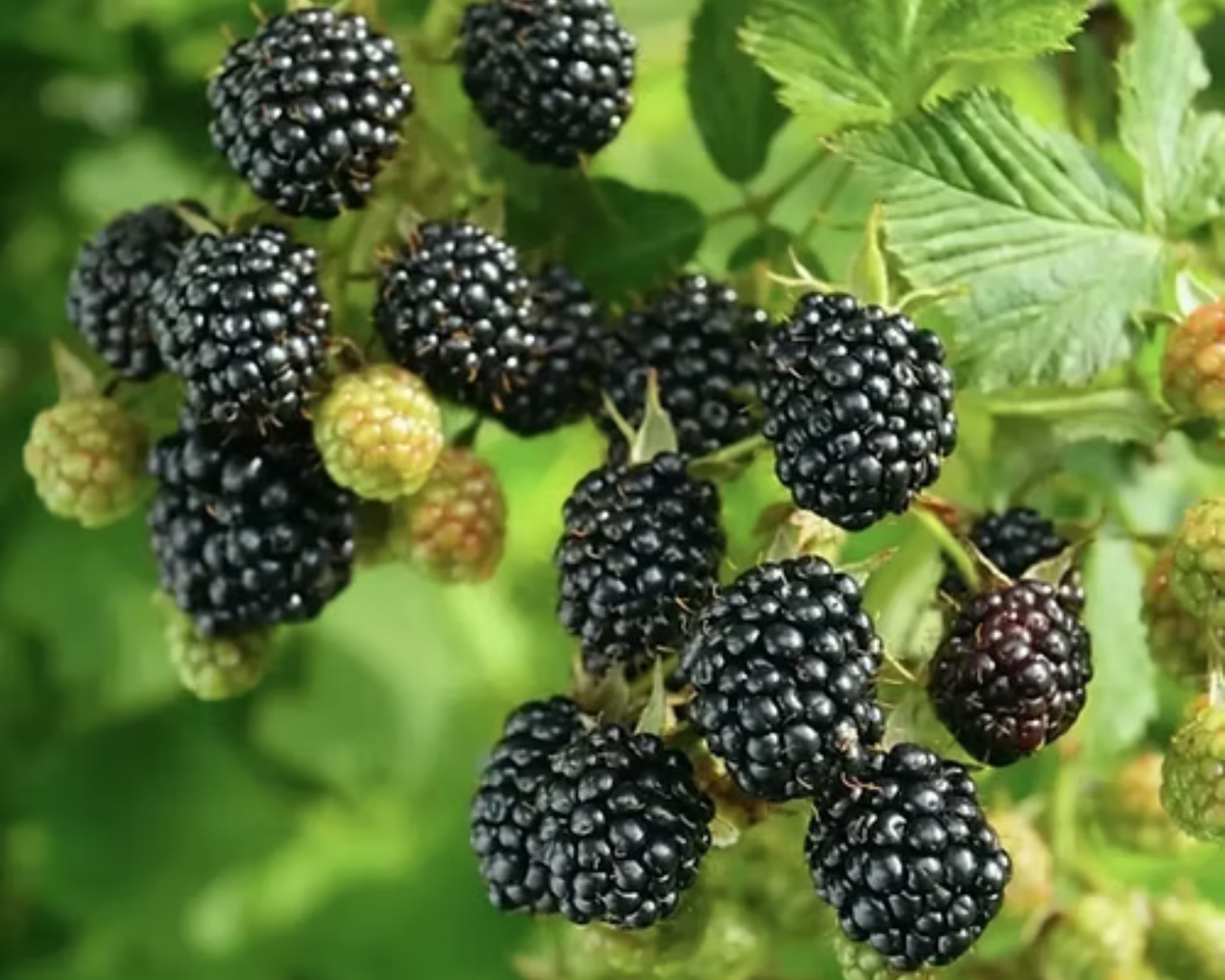 Ponca Thornless Blackberry Plants