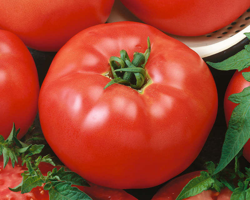 Red Brandymaster Hybrid Beefsteak VF Tomato Seeds