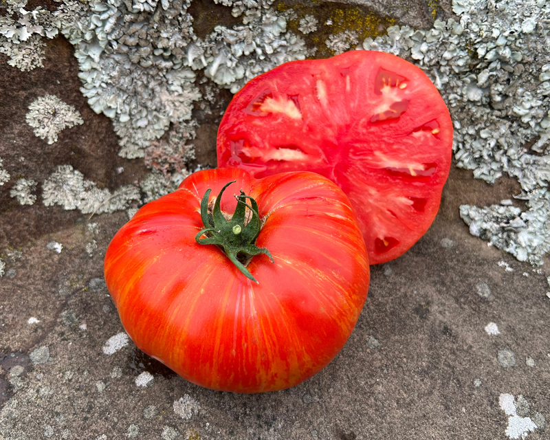 Beefy Red Tomato Seeds