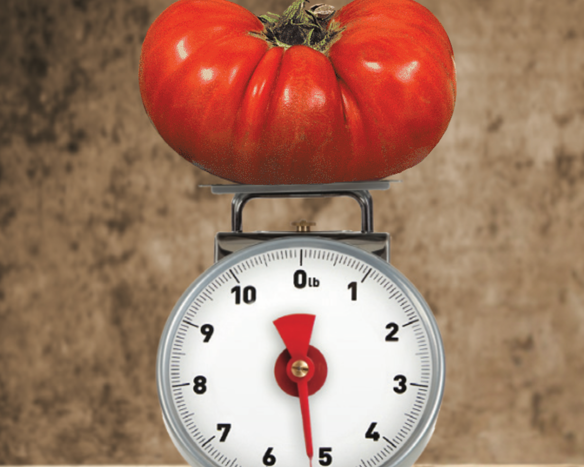 Big Zac™ Hybrid Giant Beefsteak Tomato Seeds