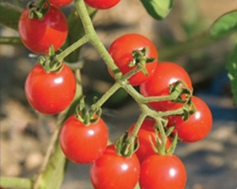 Jasper Hybrid Cherry FFEbLb Tomato Seeds