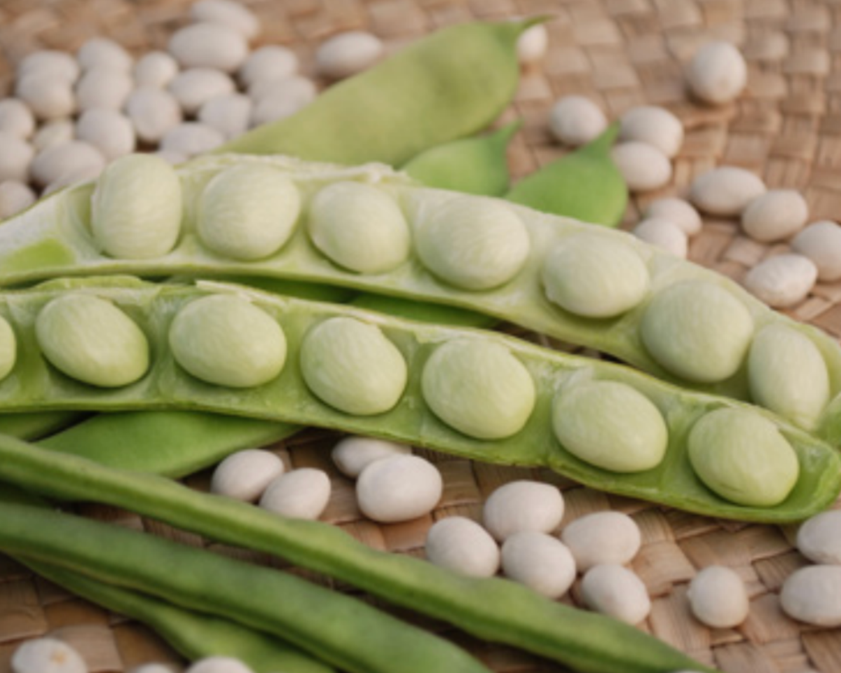 Lazy Housewife Pole Bean Seeds