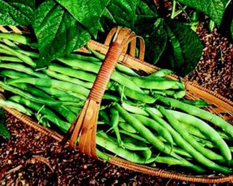 Kentucky Wonder 125 Bush Bean Seeds