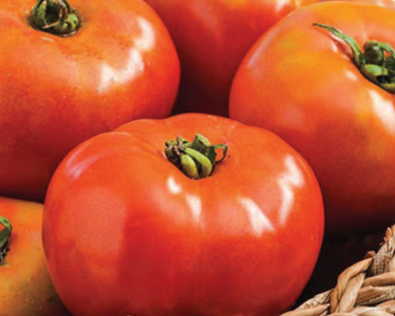 Defiant Hybrid Slicing VFFEbLb Tomato Seeds