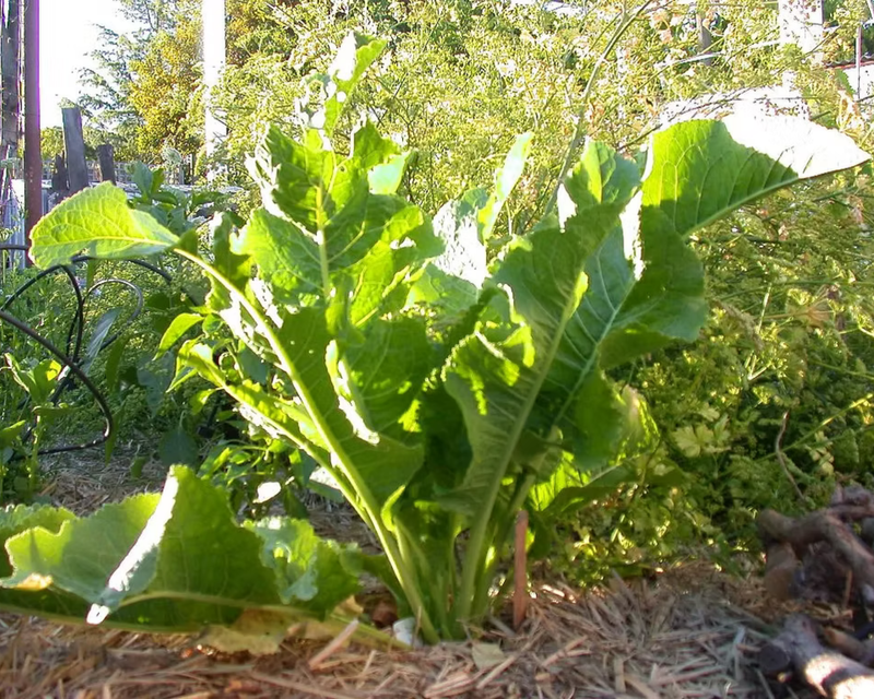Horseradish Plants