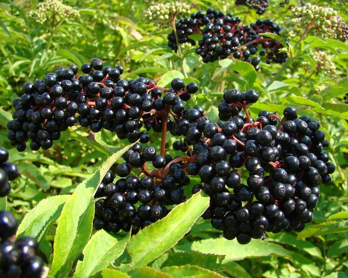 Elderberry Plants