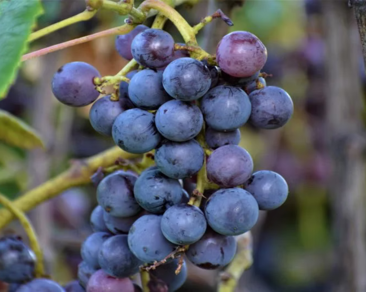 Fredonia Grape Plants
