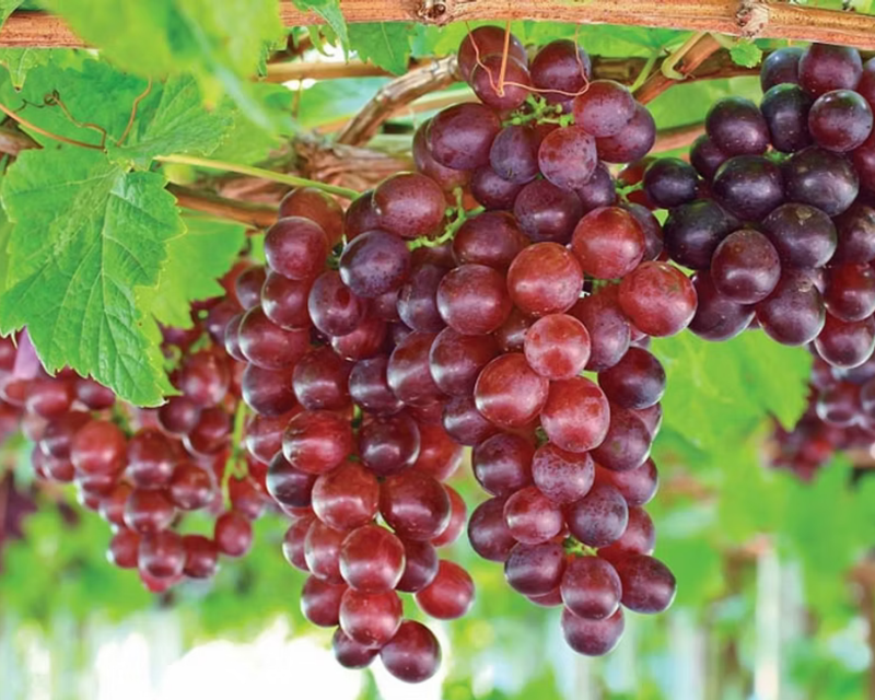 Catawba Grape Plants
