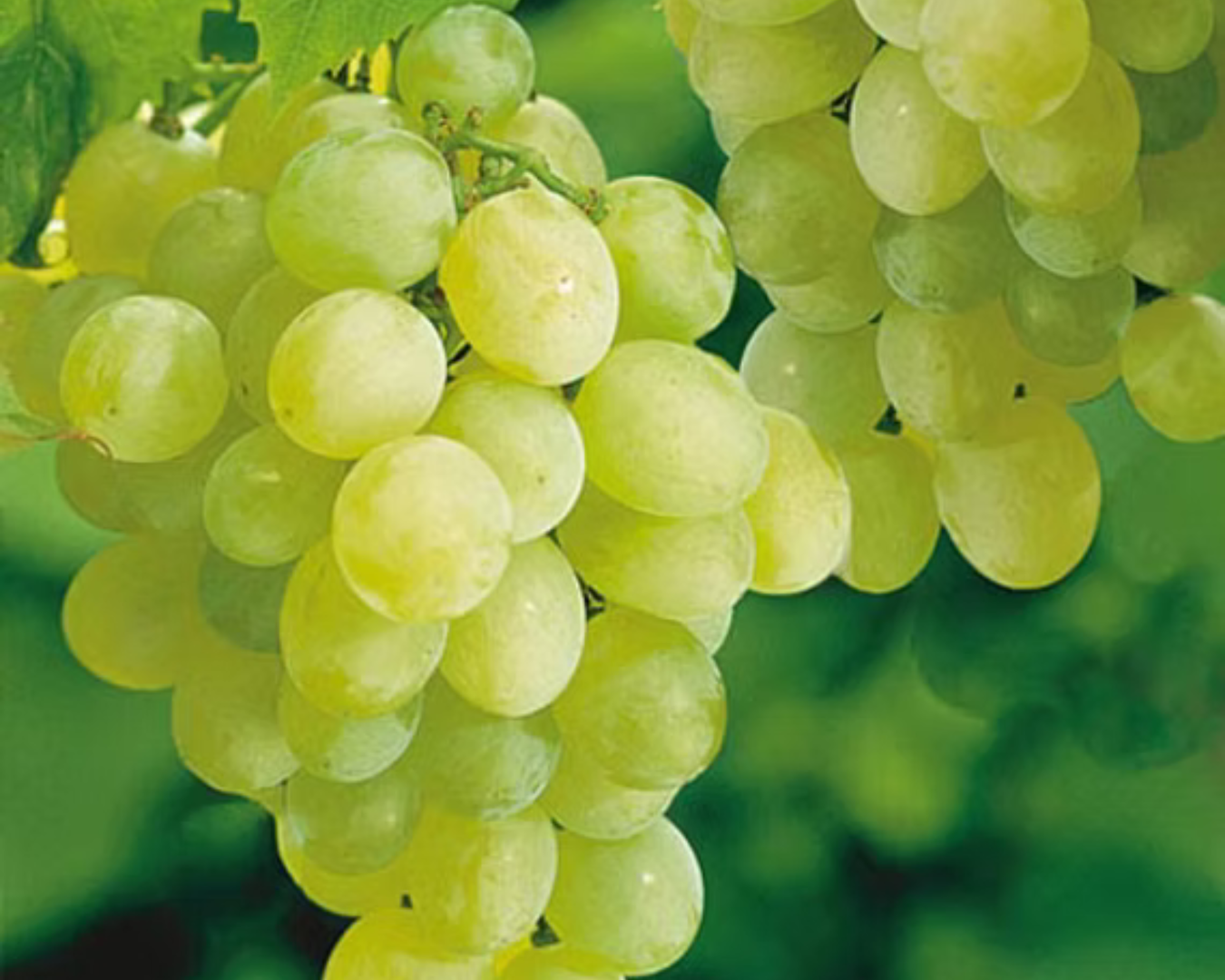 Grape Plants