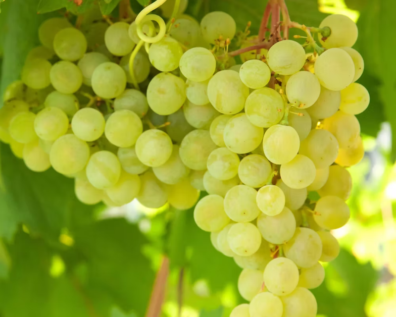 Himrod Seedless Grape Plants