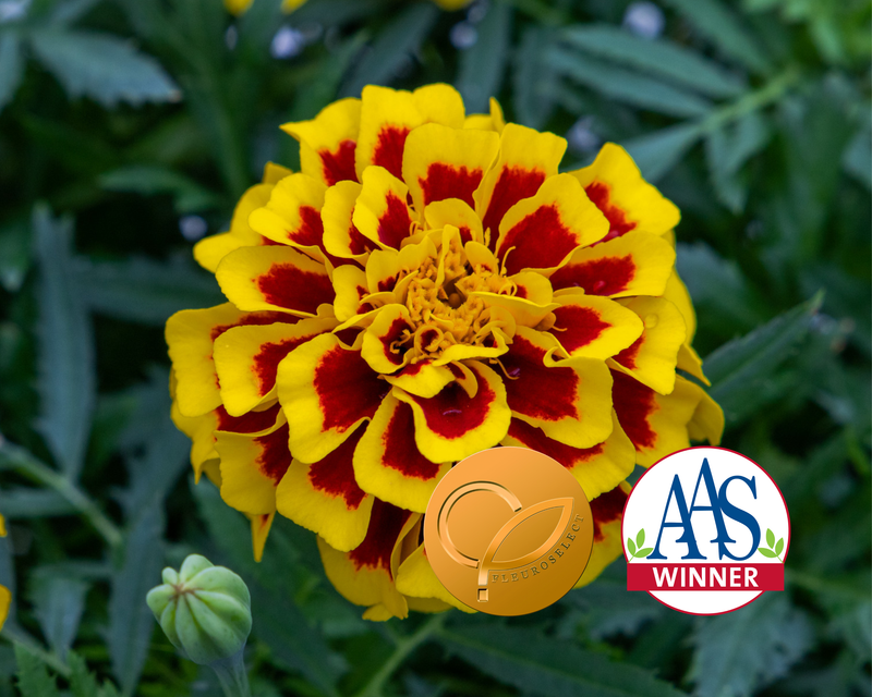 Mango Tango Marigold Seeds