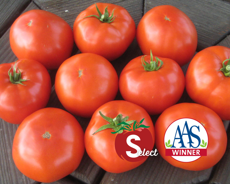 Mountain Merit™ Hybrid Slicing VFFFNTswvEbLb Tomato Seeds