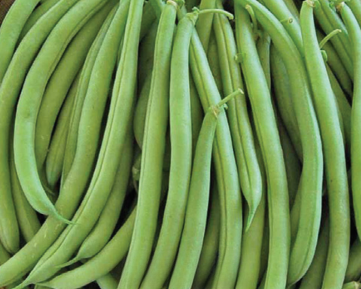 Strike Bush Bean Seeds