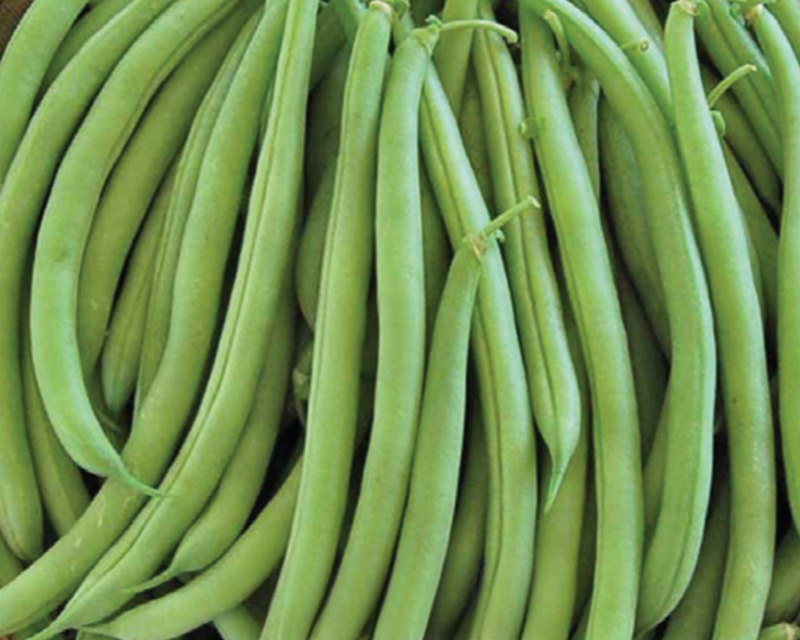 Strike Bush Bean Seeds