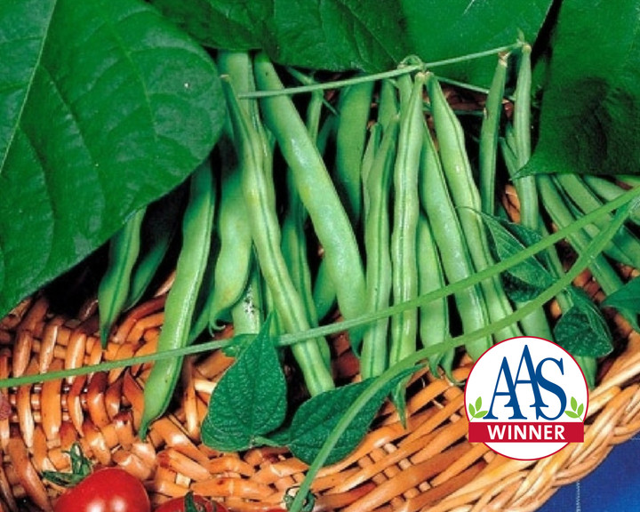 Derby Snap Bush Bean Seeds
