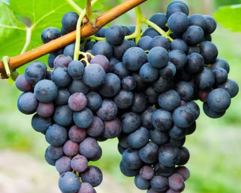 Concord Grape Plants