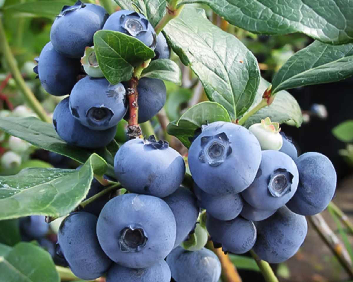 Climax Rabbiteye Southern Blueberry Plants