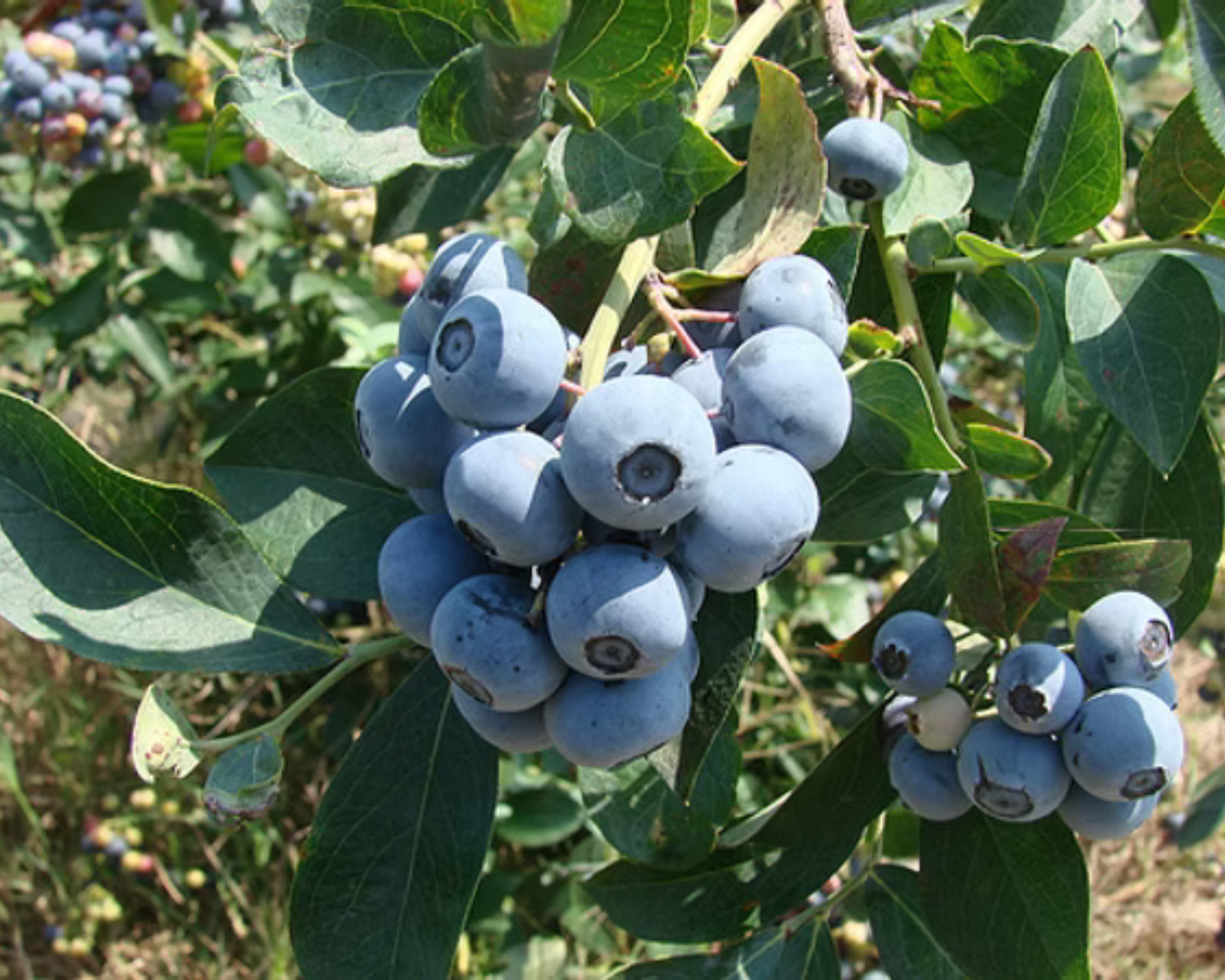 Tifblue Rabbiteye Southern Blueberry Plants