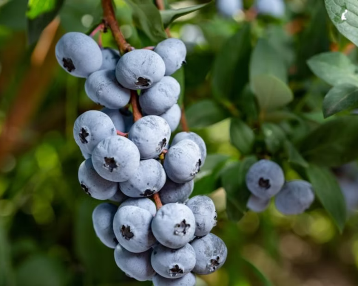 Chandler Blueberry Northern Highbush Plants