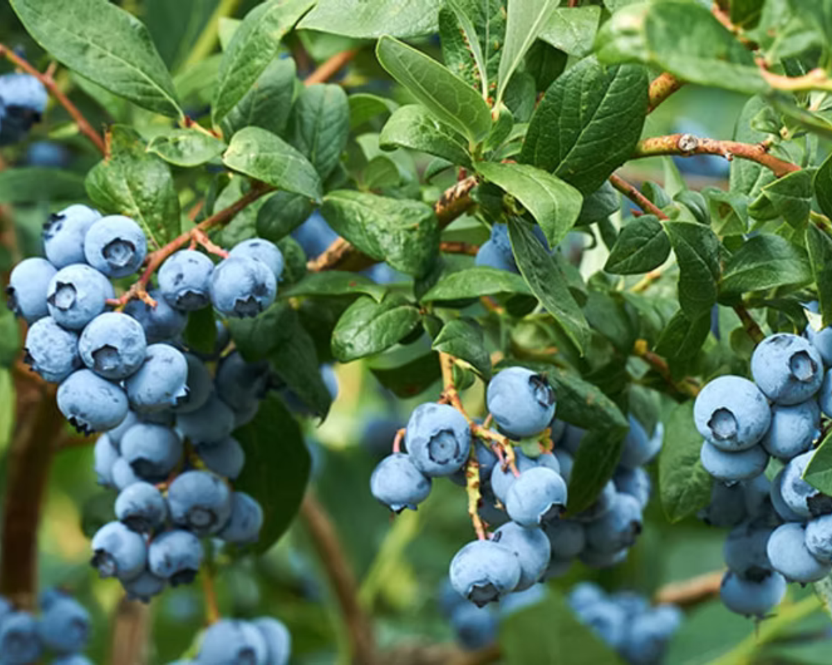 Blueray Blueberry Northern Highbush Plants
