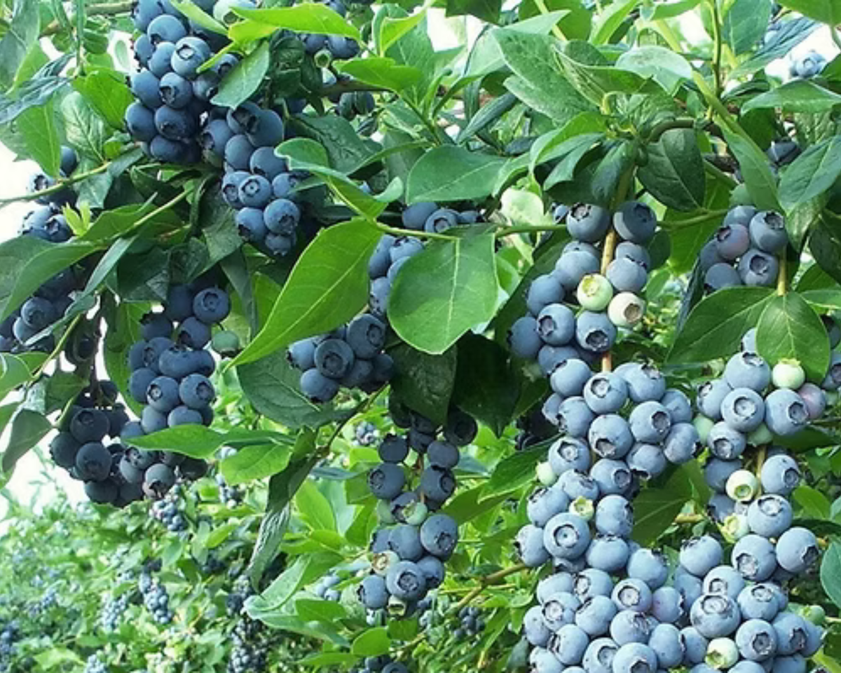 Bluecrop Blueberry Northern Highbush Plants