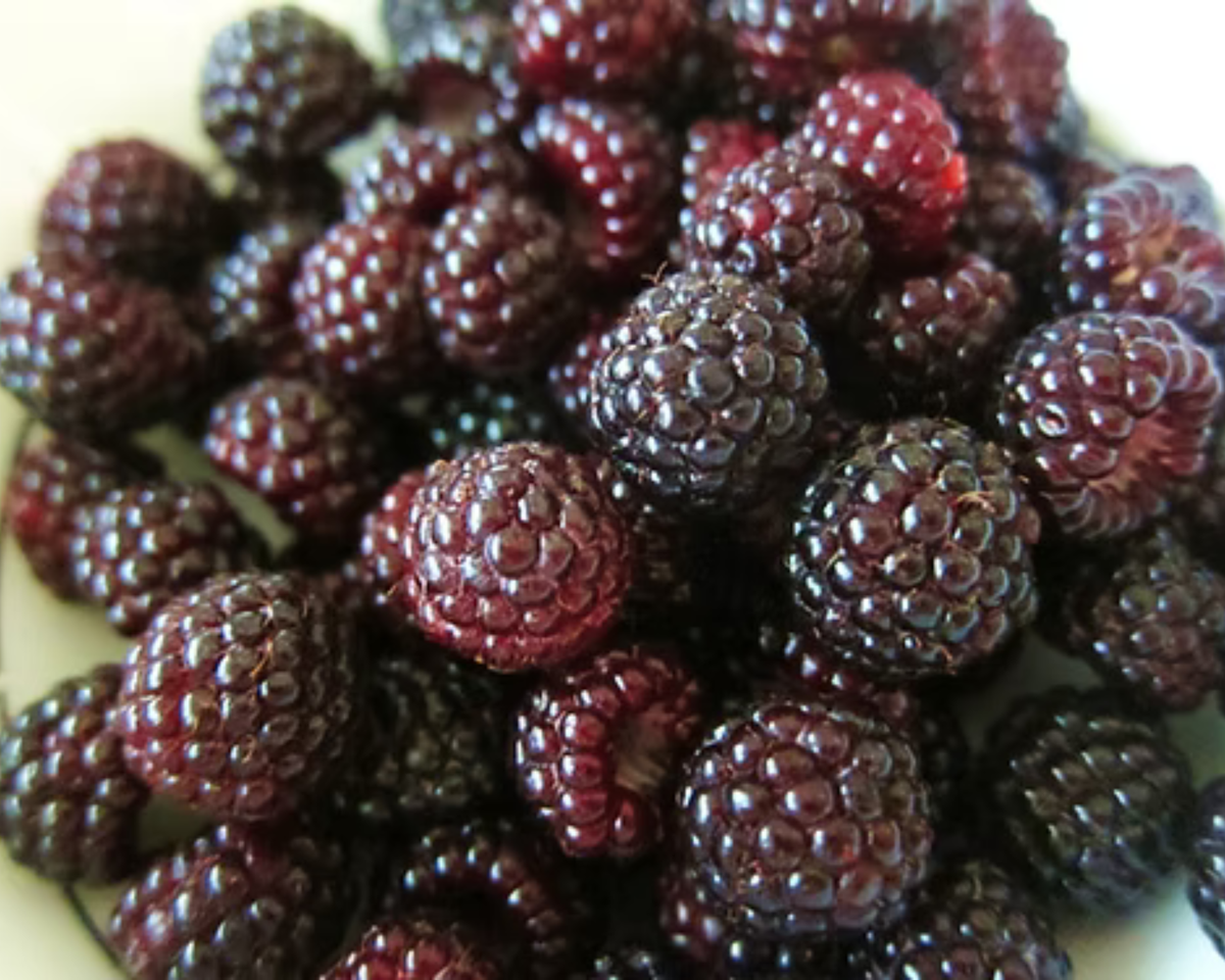Cumberland Summer-Bearing Raspberry Plants