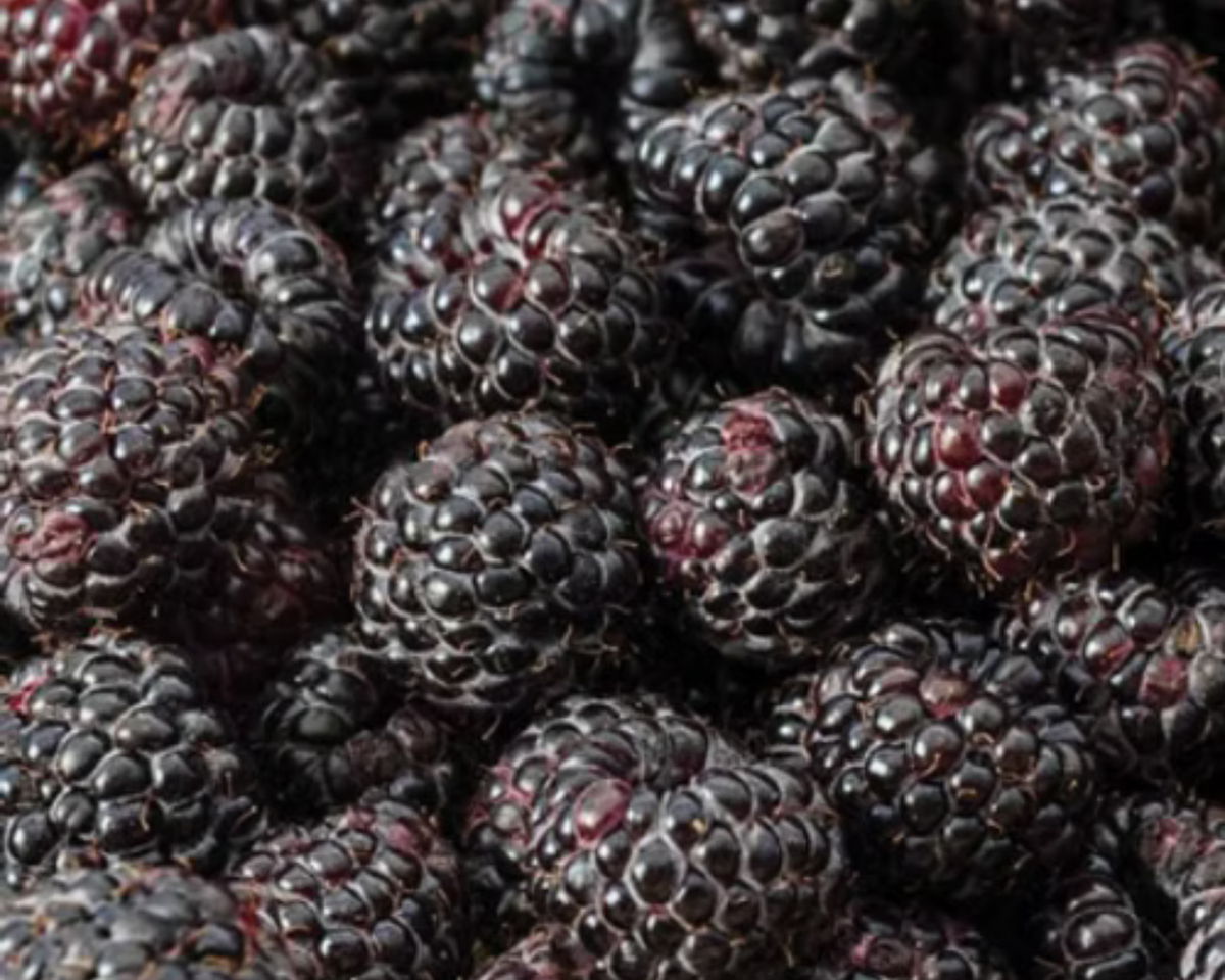 Black Hawk Summer-Bearing Raspberry Plants