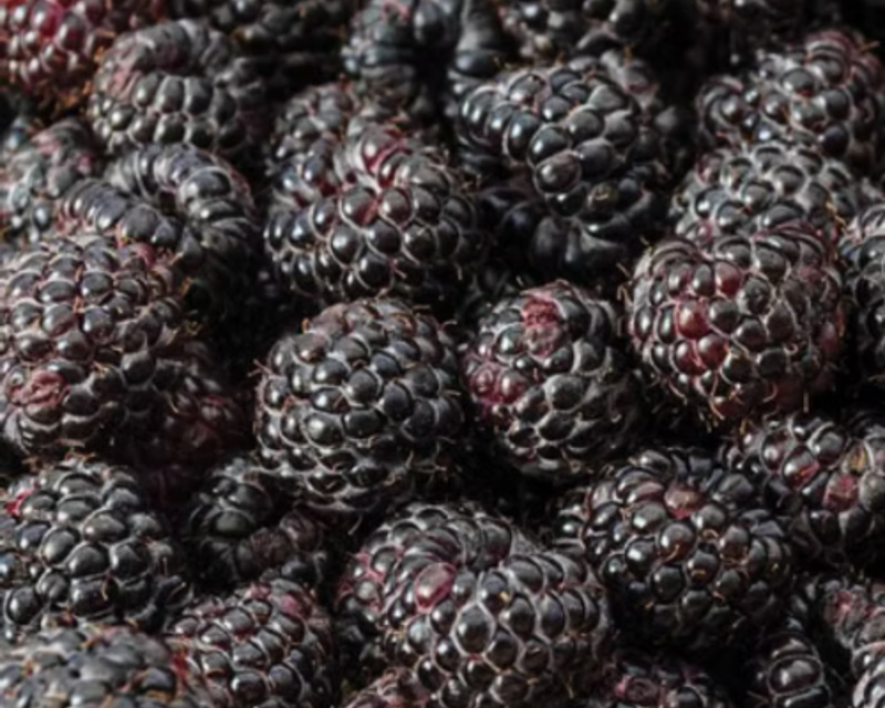 Black Hawk Summer-Bearing Raspberry Plants