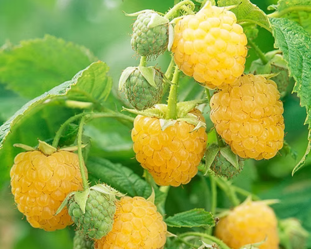 Anne Golden Everbearing Raspberry Plants