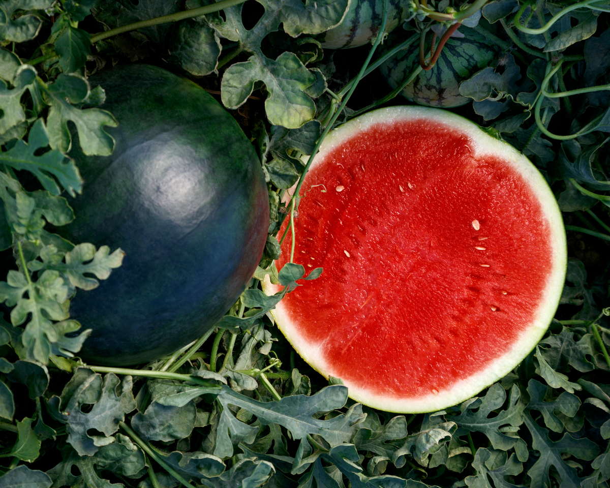 Eclipse Seedless Hybrid Watermelon Seeds