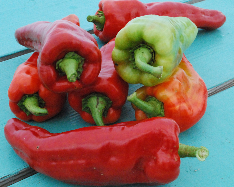 Giant Aconcagua Pepper Seeds
