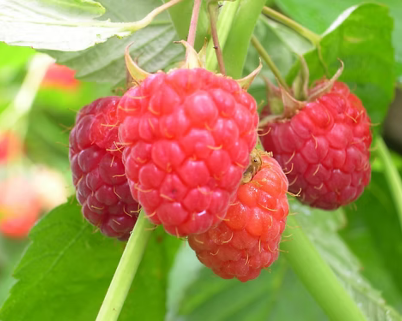 Heritage Everbearing Raspberry Plants